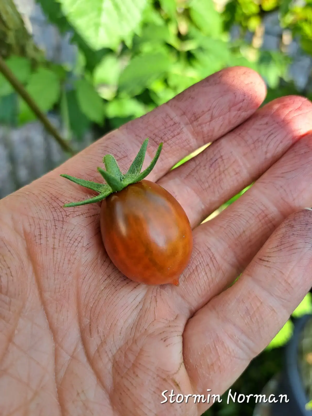 Tomaten: Stormin Norman 2025