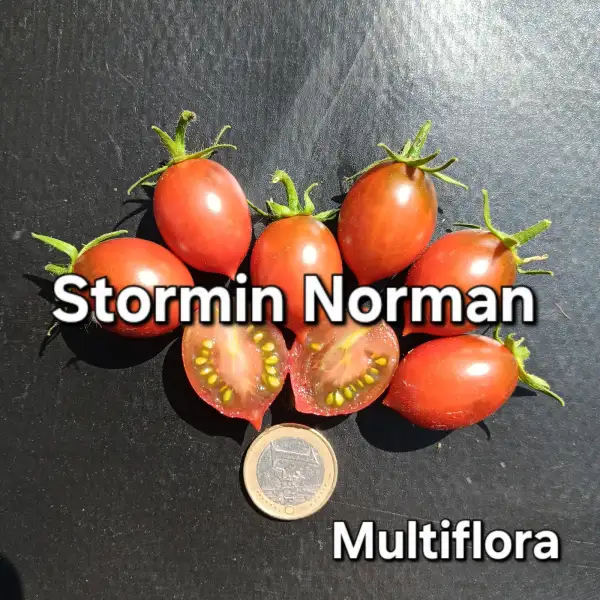 Tomaten: Stormin Norman