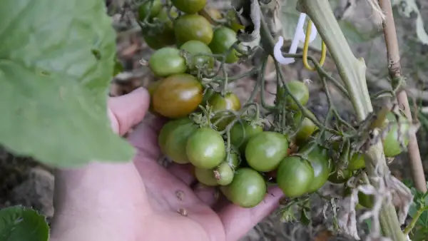 Tomaten: Stormin Norman
