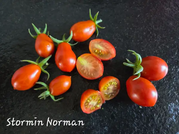 Tomaten: Stormin Norman