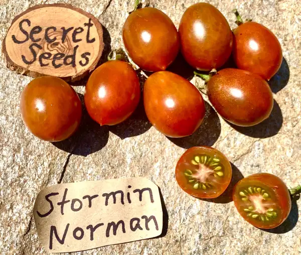 Tomaten: Stormin Norman