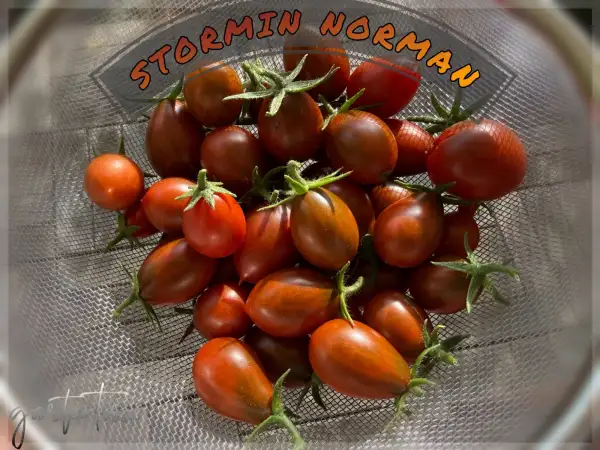 Tomaten: Stormin Norman