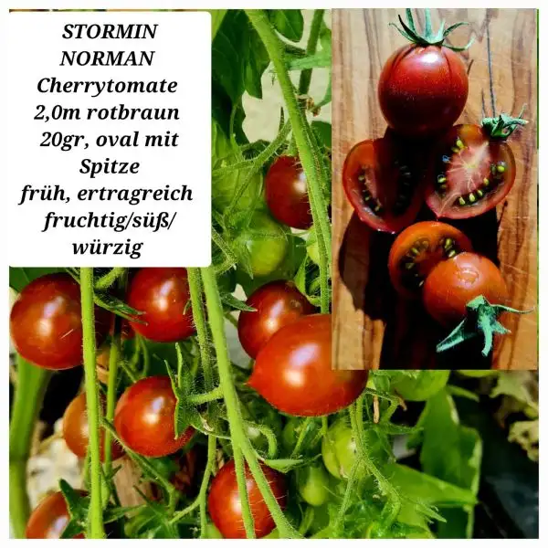 Tomaten: Stormin Norman