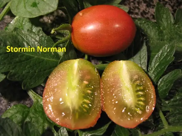 Tomaten: Stormin Norman