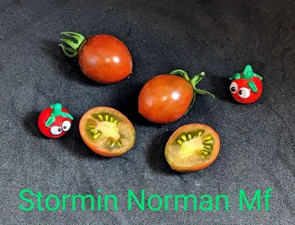 Tomaten: Stormin Norman Multiflora