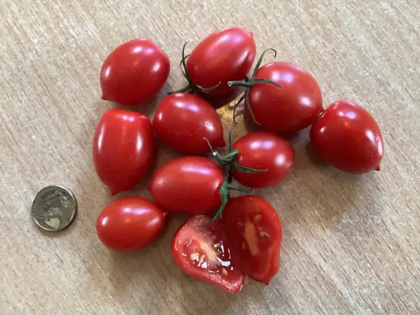 Tomaten: Strabena