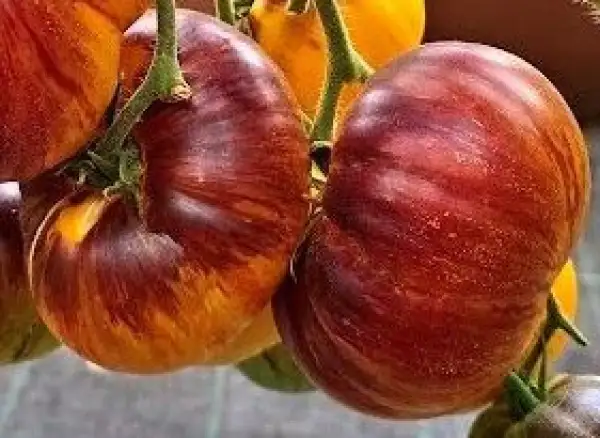 Tomaten: Strangelove