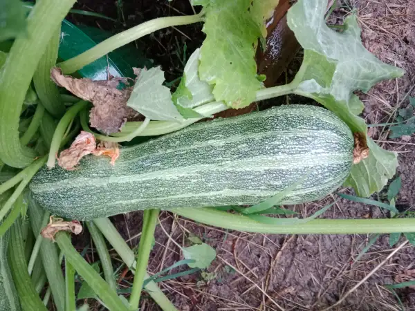 Zucchini: Strato di Italio