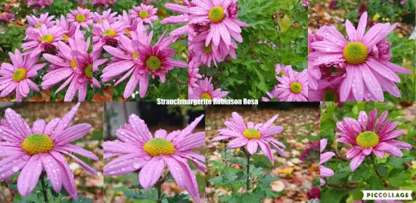 Blumen: Strauchmargerite Robinson Rosa