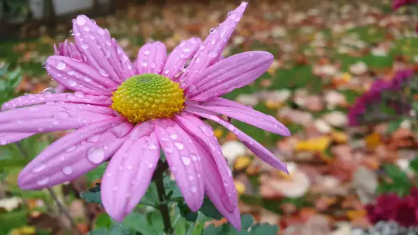 Blumen: Strauchmargerite Robinson Rosa