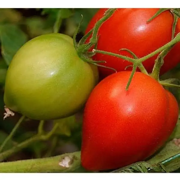 Tomaten: Strawbeery Tree