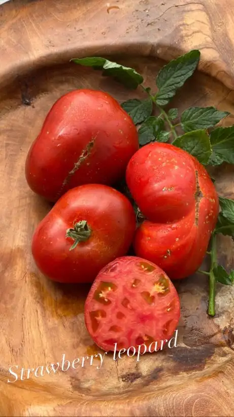 Tomaten: Strawberry Leopard