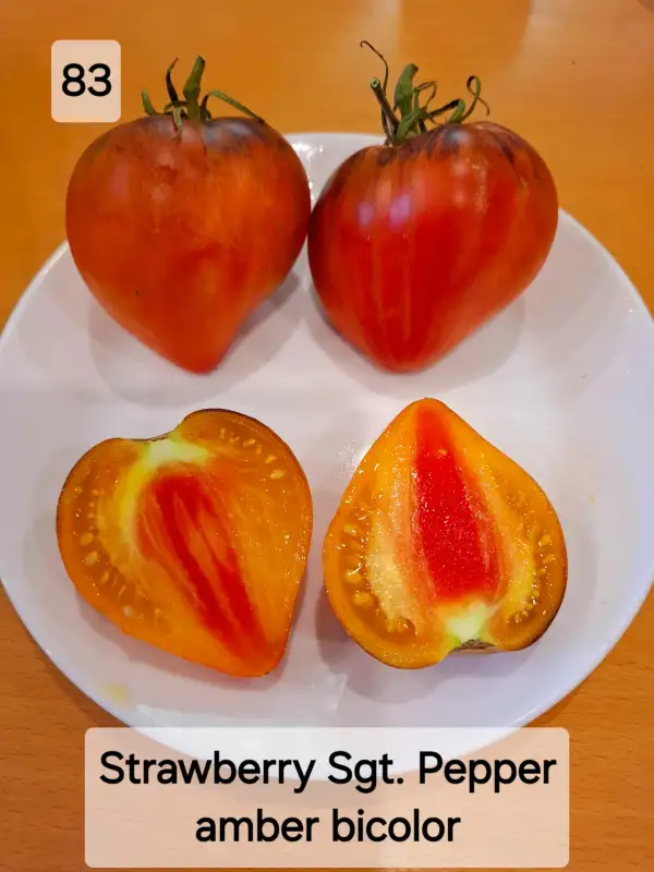 Tomaten: Strawberry Sgt. Pepper amber bicolor