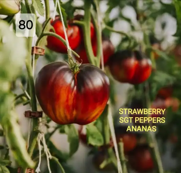 Tomaten: Strawberry Sgt. Pepper ananas