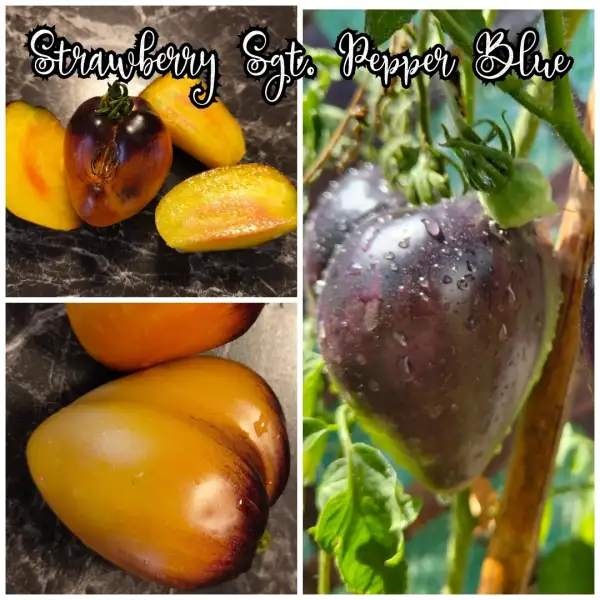Tomaten: Strawberry Sgt. Pepper Blue