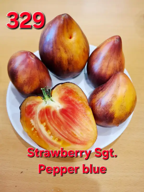 Tomaten: Strawberry Sgt. Pepper Blue