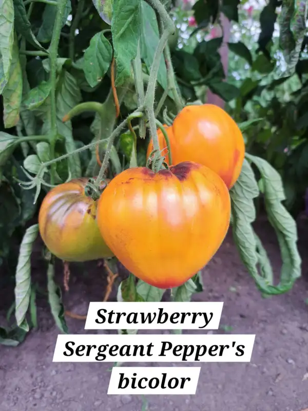 Tomaten: Strawberry Sgt. Pepper