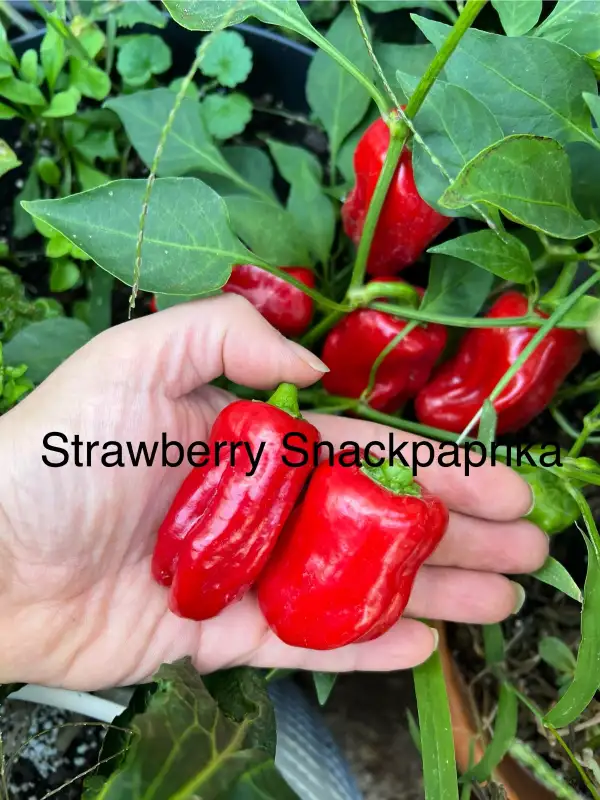Chili / Paprika: Strawberry Snackpaprika