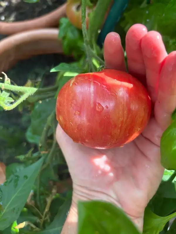Tomaten: Strawberry sorbet