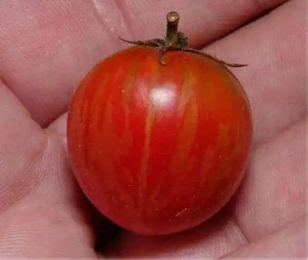 Tomaten: Strawberry Tiger