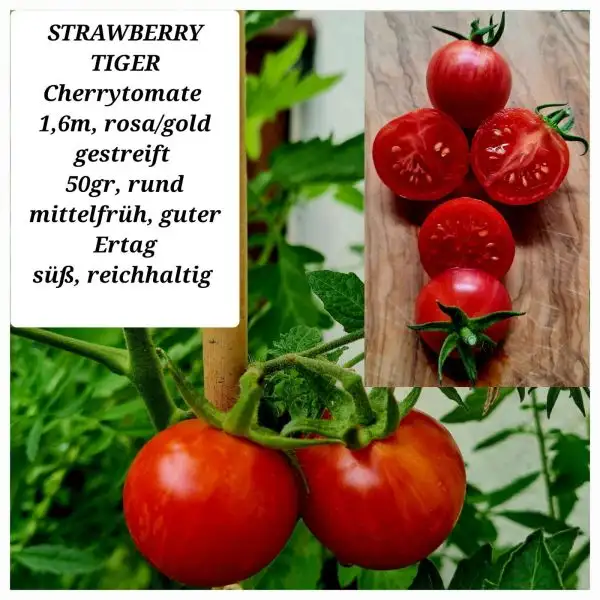 Tomaten: Strawberry Tiger