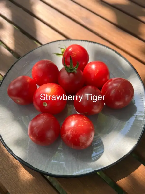 Tomaten: Strawberry Tiger