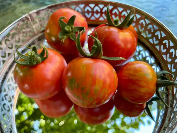 Tomaten: Strawberry Tiger