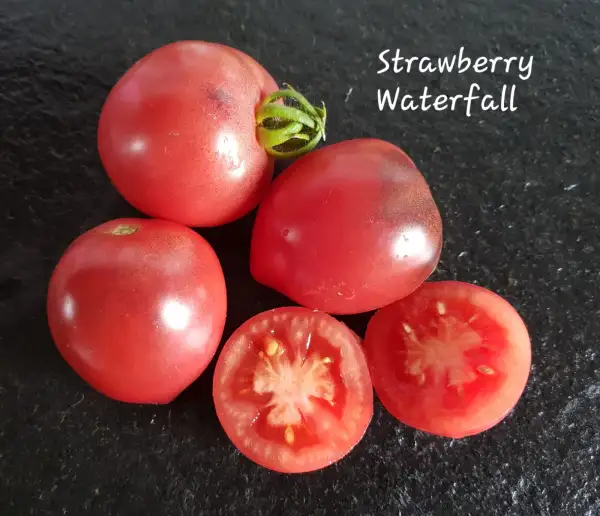 Tomaten: Strawberry waterfall