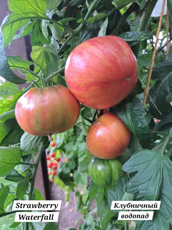 Tomaten: Strawberry waterfall