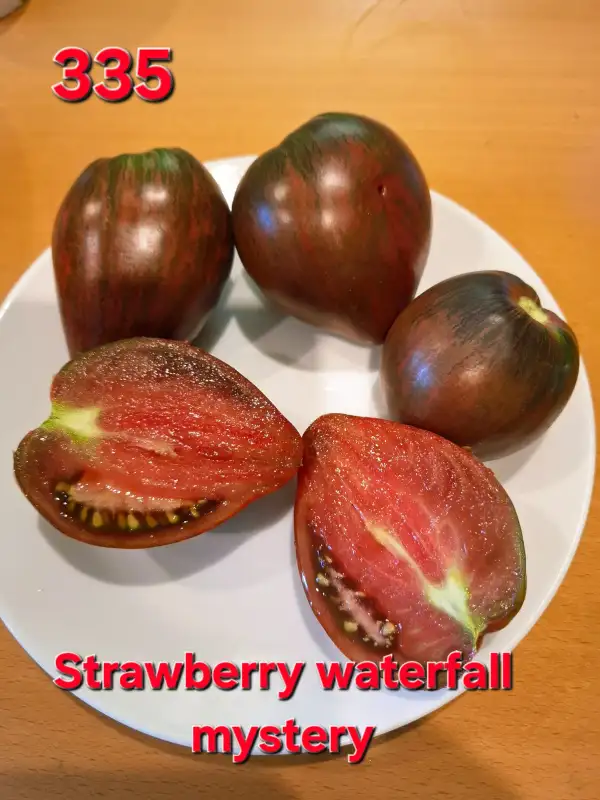 Tomaten: Strawberry waterfall mystery