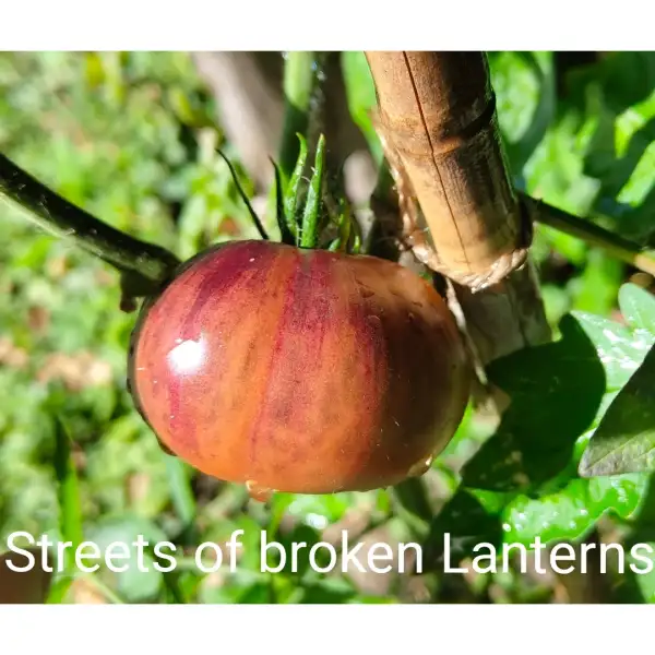 Tomaten: Streets of Broken Lanterns