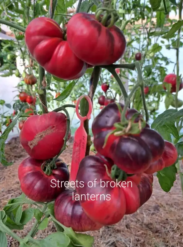 Tomaten: Streets of Broken Lanterns