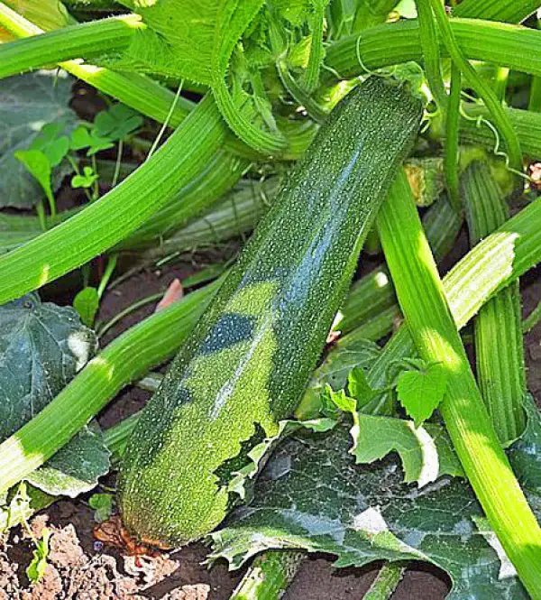 Zucchini: Striato Pugliese