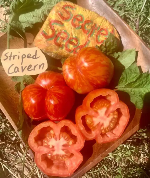 Tomaten: Striped Cavern