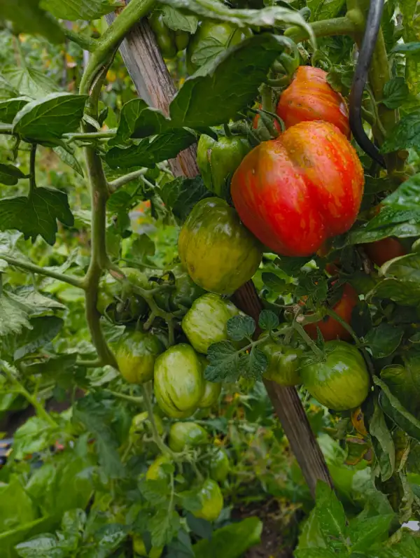 Tomaten: Striped Cavern