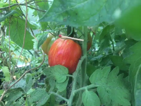 Tomaten: Striped Cavern