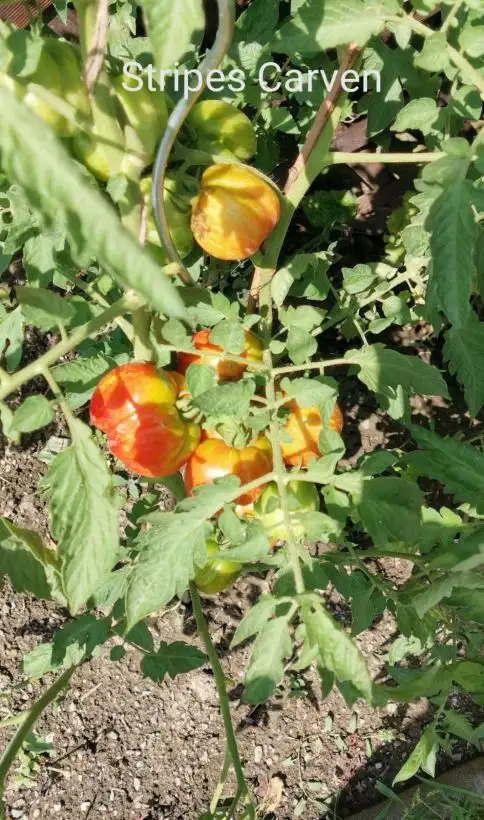 Tomaten: Striped Cavers