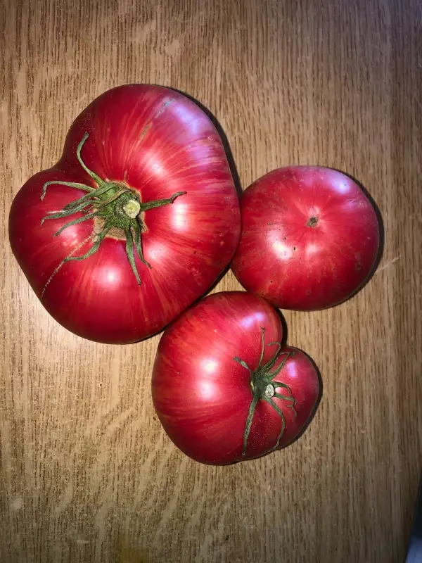 Tomaten: Striped Dwarf A