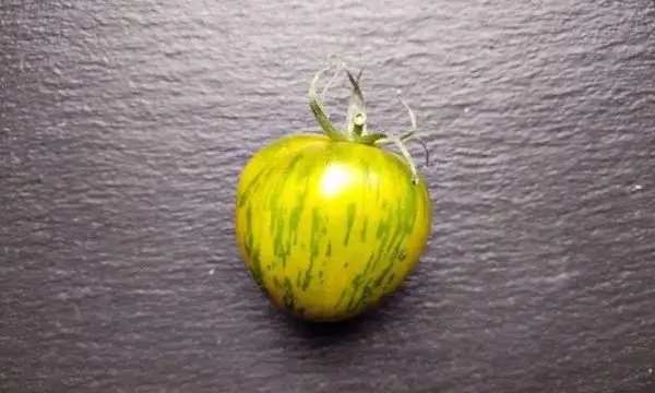 Tomaten: Striped Green Bell