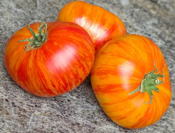 Tomaten: Striped Jester