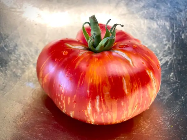 Tomaten: Striped Jester Dwarf