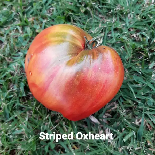 Tomaten: Striped Oxheart