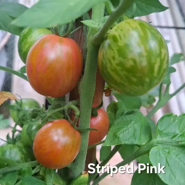 Tomaten: Striped Pink
