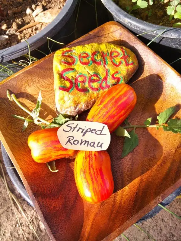 Tomaten: Striped Roman