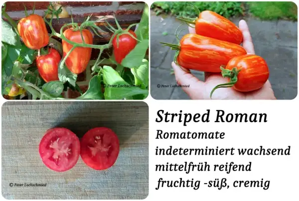 Tomaten: Striped Roman