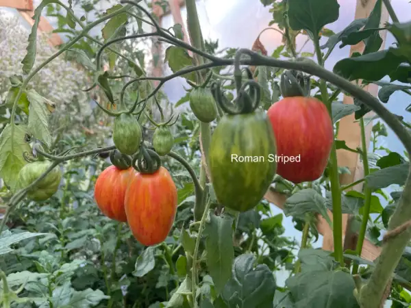 Tomaten: Striped Roman 2024 uv