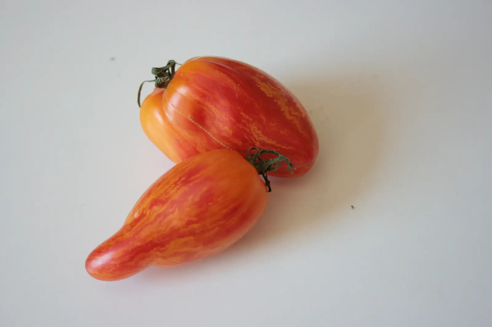 Tomaten: Striped Roman