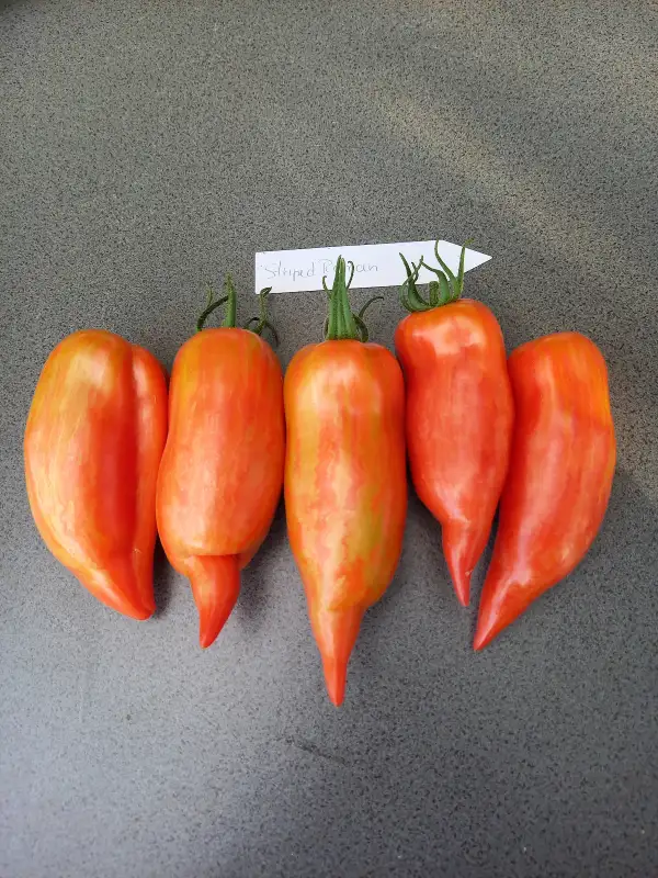 Tomaten: Striped Roman