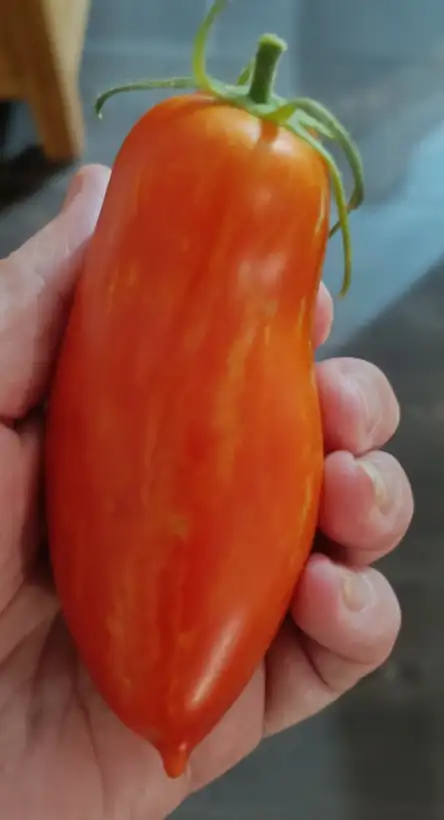 Tomaten: Striped Roman