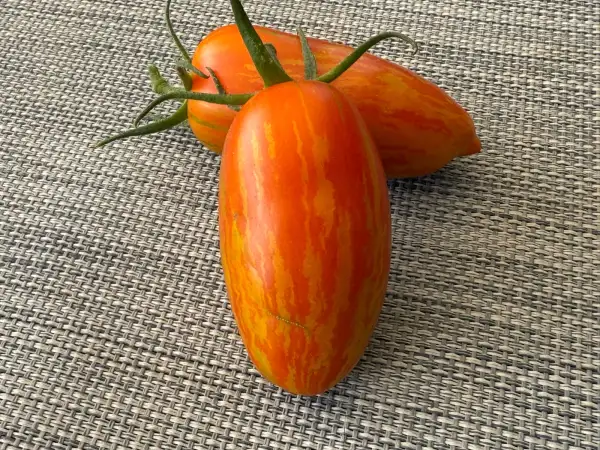 Tomaten: Striped Roman